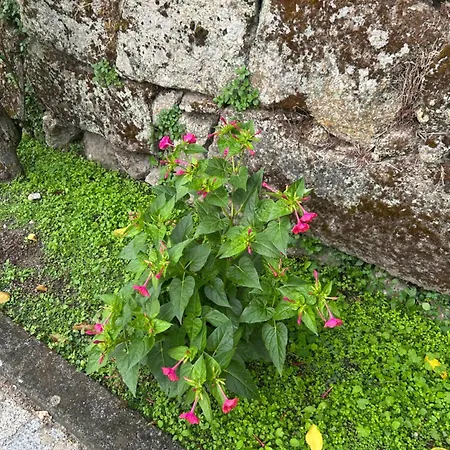 Casa Do Refugio * Covilhã